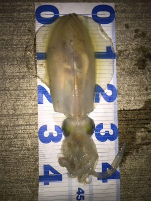 ホームエギング