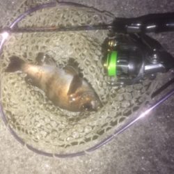 メバルワールドカップ