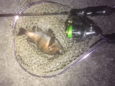 メバルワールドカップ