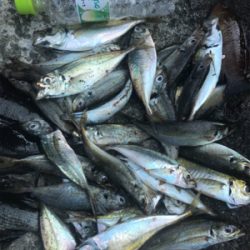 アジだらけ!福井 越前海岸 地磯フカセ夜釣り