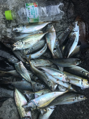 アジだらけ!福井 越前海岸 地磯フカセ夜釣り