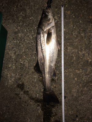 稚鮎いっぱい！