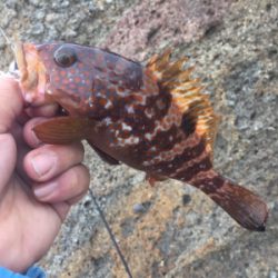 アジ&ロックフィッシュ