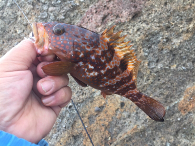 アジ&ロックフィッシュ