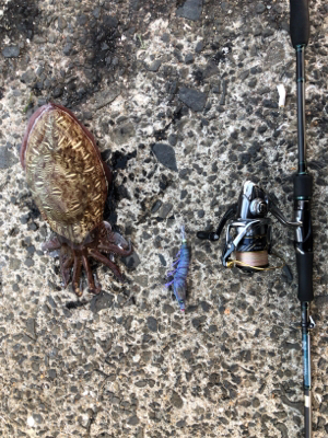 梅雨イカエギング