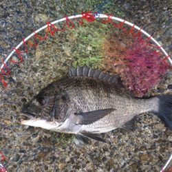 今日の沖堤防アタリ極少