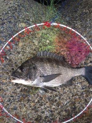 今日の沖堤防アタリ極少