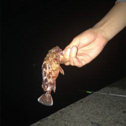 アナゴ釣りのはずが