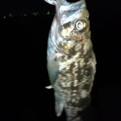 ロックフィッシュ釣行