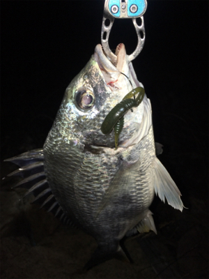 淀川ブリームゲーム 川の流れを制する