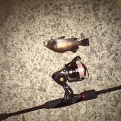 続・梅雨メバリング