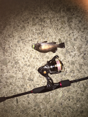 続・梅雨メバリング