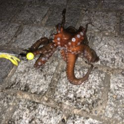 オクトパッシング