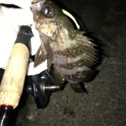 初ギガ‼︎……?(釣行 其の弐拾七)