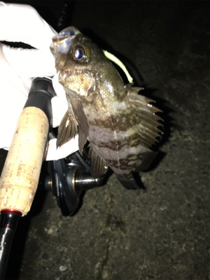 初ギガ‼︎……?(釣行 其の弐拾七)