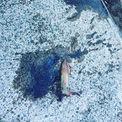 狙い勝ちの大爆釣