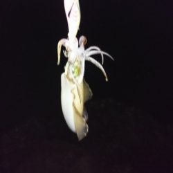 エギング釣行その22