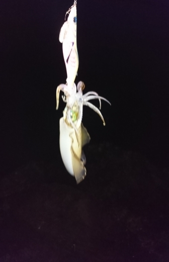 エギング釣行その22