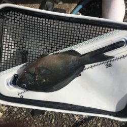 梅雨グレラスト