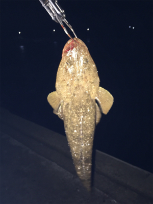 ナイトフラット！