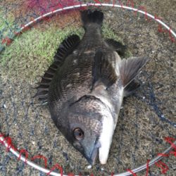 今日のテトラは大シケ