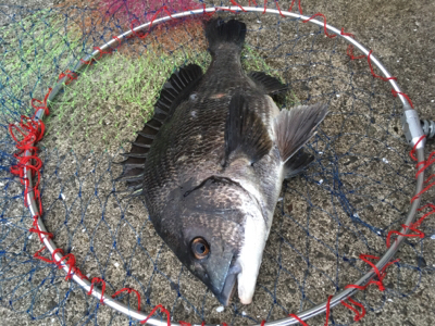 今日のテトラは大シケ