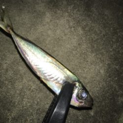 ナイトアジング