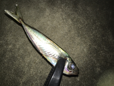 ナイトアジング