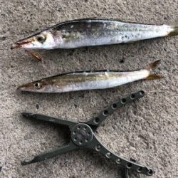 カマス釣れました