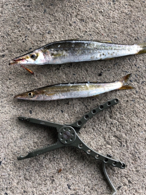 カマス釣れました