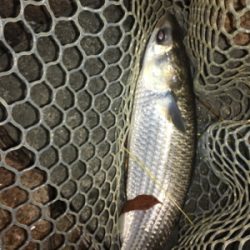 淀川ブリームゲーム 食い渋る際の対処法