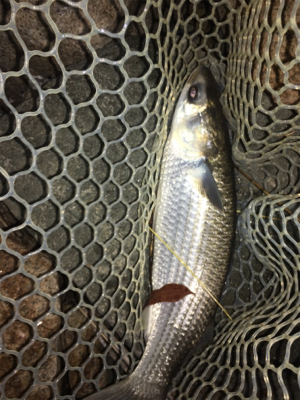 淀川ブリームゲーム 食い渋る際の対処法