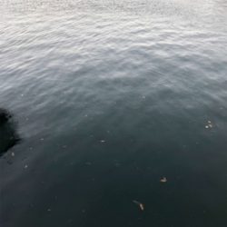 ここでもカマス