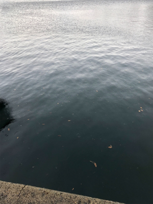 ここでもカマス