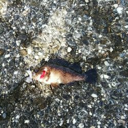 ロスト時々ガシラ