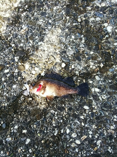 ロスト時々ガシラ