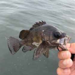 ロックフィッシュの癒し