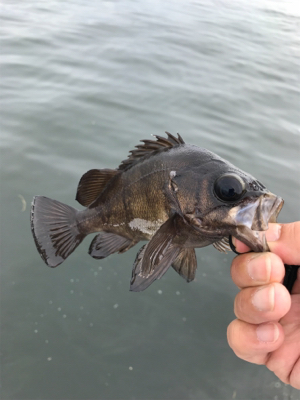 ロックフィッシュの癒し