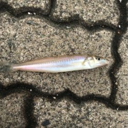 今期初キス&20年ぶりカレイ