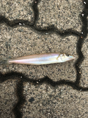 今期初キス&20年ぶりカレイ