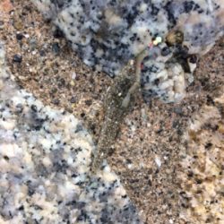 絶対に釣らなければならない獲物が底にはいる