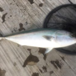 鰤くんゲットん