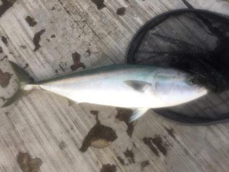 鰤くんゲットん