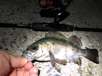 下蒲刈島のアジ・メバル