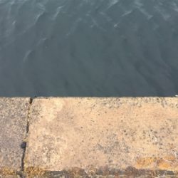 カマス釣れました