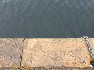 カマス釣れました