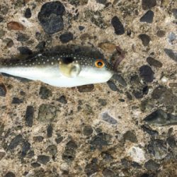 キス投げ釣りデビュー戦！