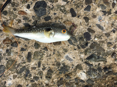 キス投げ釣りデビュー戦！