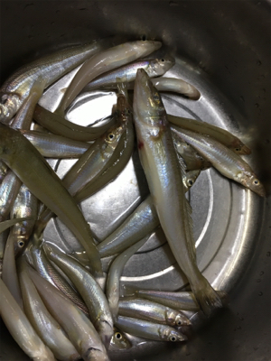 ナイスサイズ！！！！