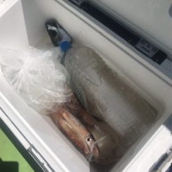 スルメイカ、オニカサゴ のリレー船